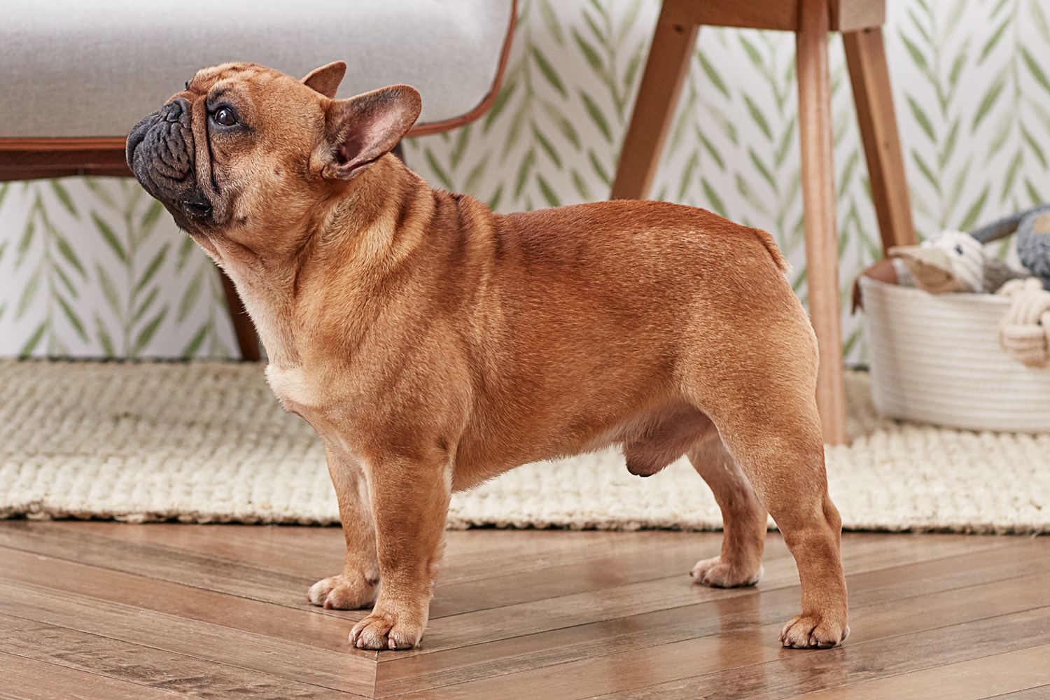 Image of French bulldog posted on 2022-03-13 14:06:50 from Assam